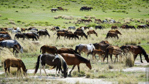 سەمەيدە ۇرىلار ۇستالدى