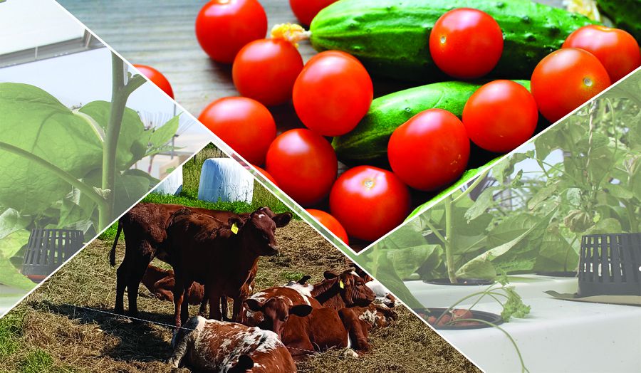 ازاماتتار اتا كاسىپكە بەت بۇرا باستادى