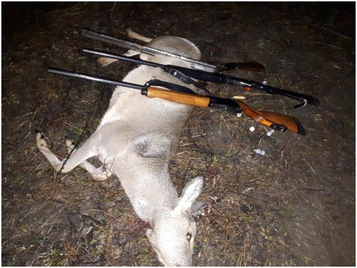 قوستاناي وبلىسىندا ءبىر توپ براكونەر ۇستالدى