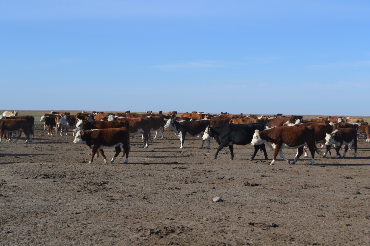 باتىس قازاقستاندا ەتتى مال شارۋاشىلىعى دامىپ كەلەدى