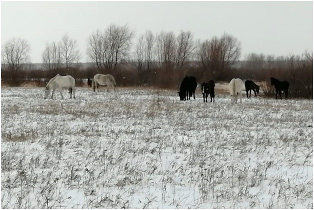 سقو-دا جوعالعان 14 جىلقى پوليتسيانىڭ كومەگىمەن تابىلدى