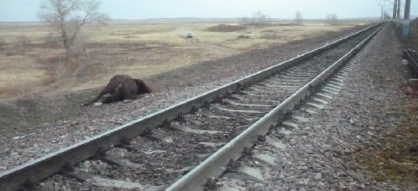 جۇك پويىزى جىلقى قاقتى