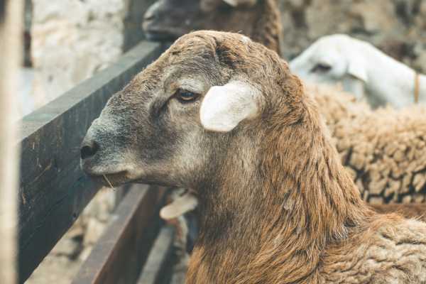 شقو تۇرعىنى 160 باس قويدى پاۆلودار وبلىسىنا زاڭسىز تاسىمالداعان