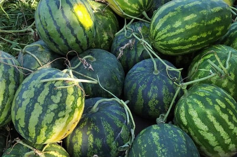 ورداباسىلىق ءونىم كوسمەتيكا سالاسىندا ۇلكەن سۇرانىسقا يە