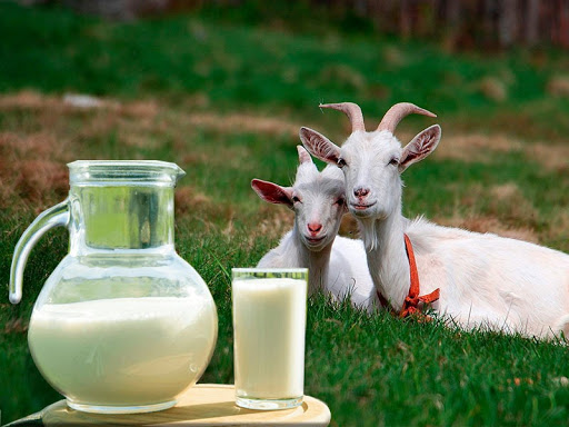 ەشكى ءسۇتى – دەرتكە داۋا