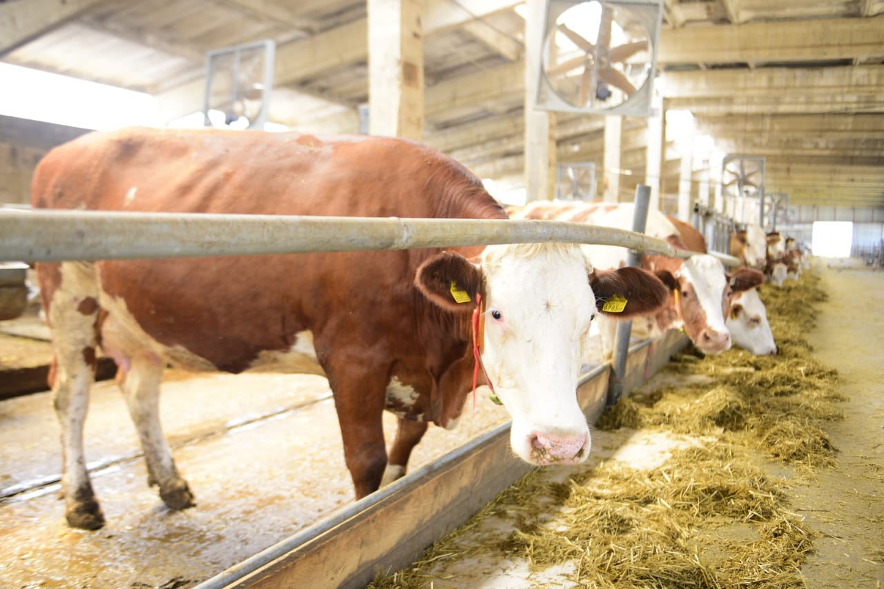 مەملەكەتكە ماسىل بولعىم كەلمەيدى