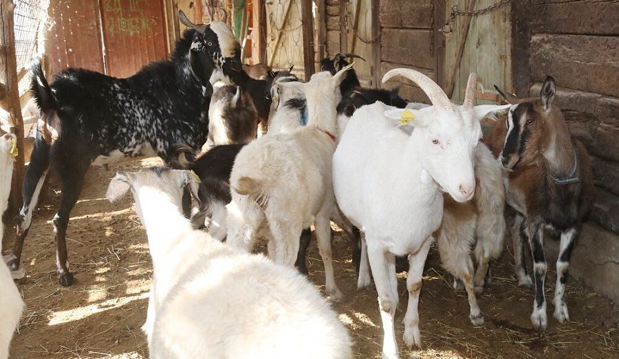 ەشكى باعىپ ەرەكشە كاسىپ اشقان