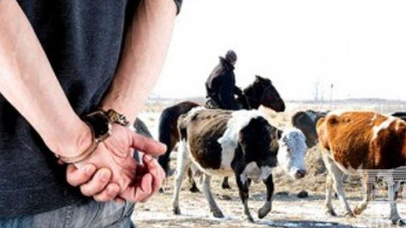 مال ۇرلىعى كوپتىڭ كوڭىلىن كۇپتى ەتۋدە