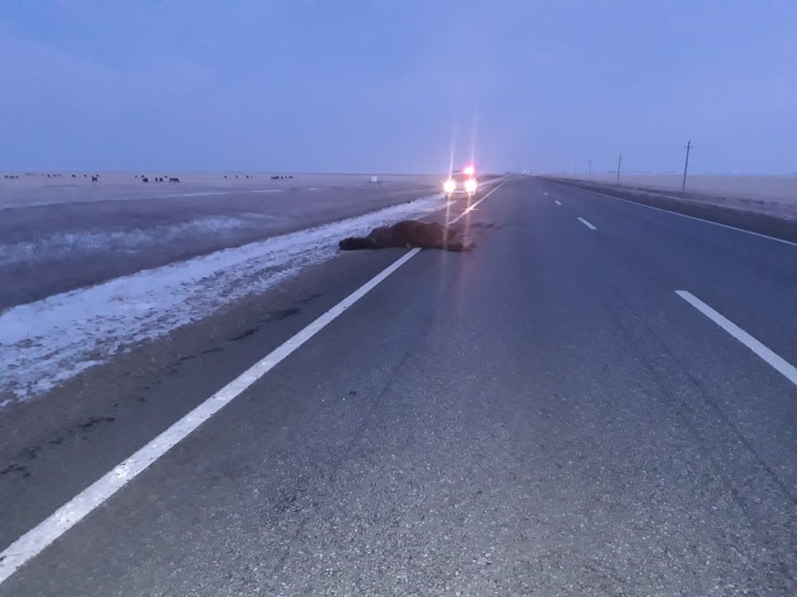 قاراۋسىز جىلقى يەسىن قاپى قالدىردى