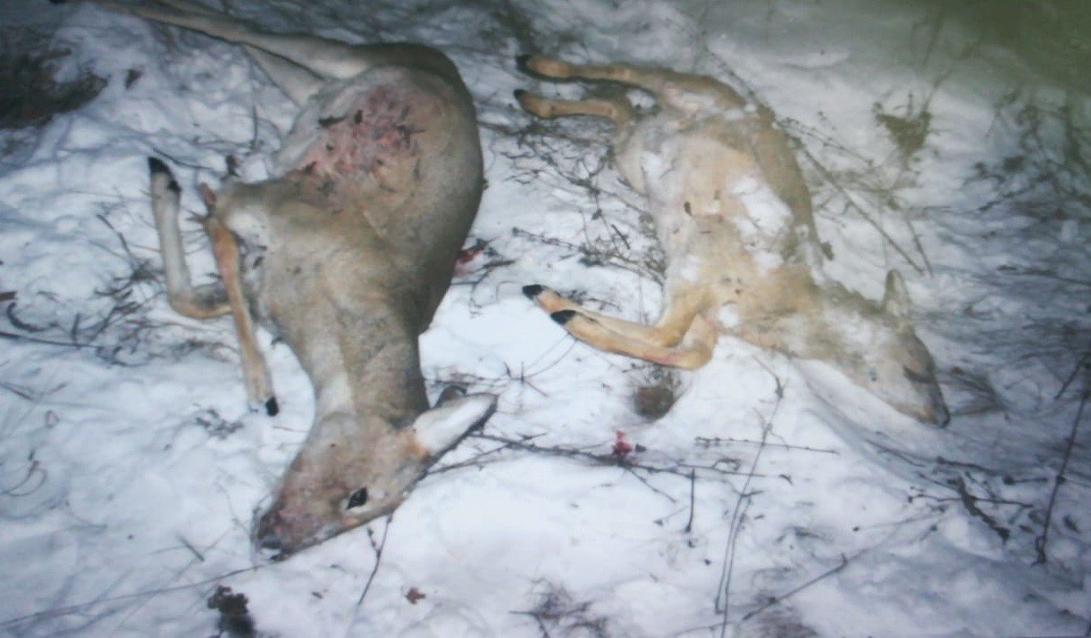 سقو-دا التى ەلىكتى اتقان قاراجۇرەكتەر قولعا ءتۇستى