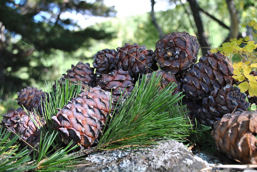 بالقاراعاي تەرگەن بالاقايلار