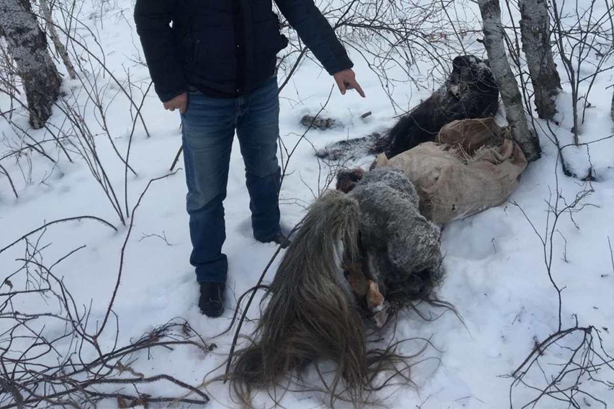 25 جىلقىنى قولدى قىلعان ادام ۇستالدى