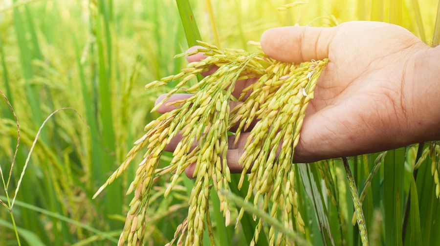 كۇرىش وندىرىسىندە كۇرمەۋلى ماسەلە كوپ