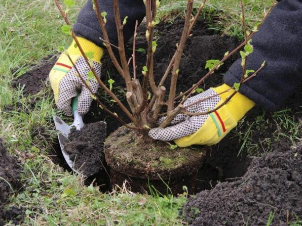 اتىراۋ وبلىسىندا بەس جىلدا 7 ميلليون كوشەت ەگىلەدى