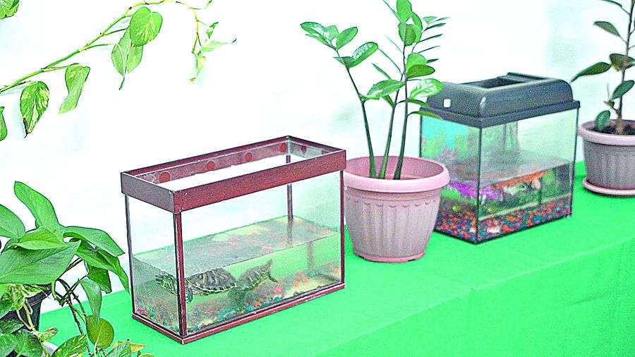 بالالار باپتاعان باق