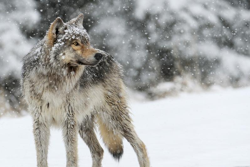 قوستاناي وبلىسىندا كىسىگە قاسقىر شاپتى