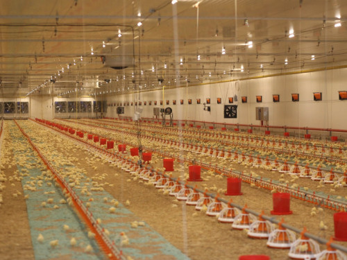 اقمولاداعى قۇس فابريكاسىندا جىلىنا 56 مىڭ توننا ءونىم وندىرىلەدى