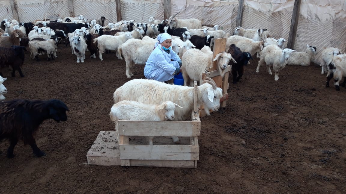 اۋىلداستارىنىڭ العىسىن العان