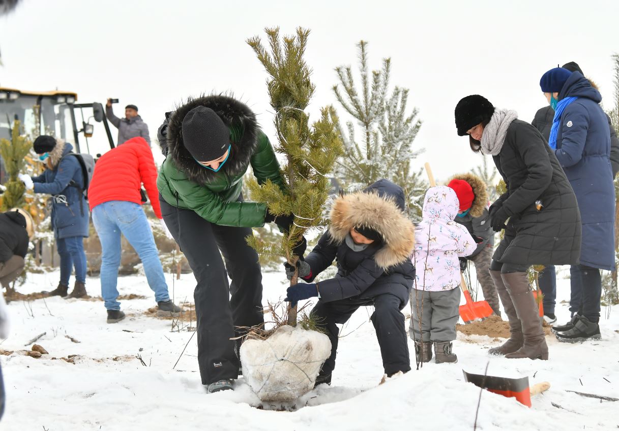 ەكوبەلسەندىلەر «الماتىنىڭ قاراعايلى ورمانىنا» 470 كوشەت وتىرعىزدى