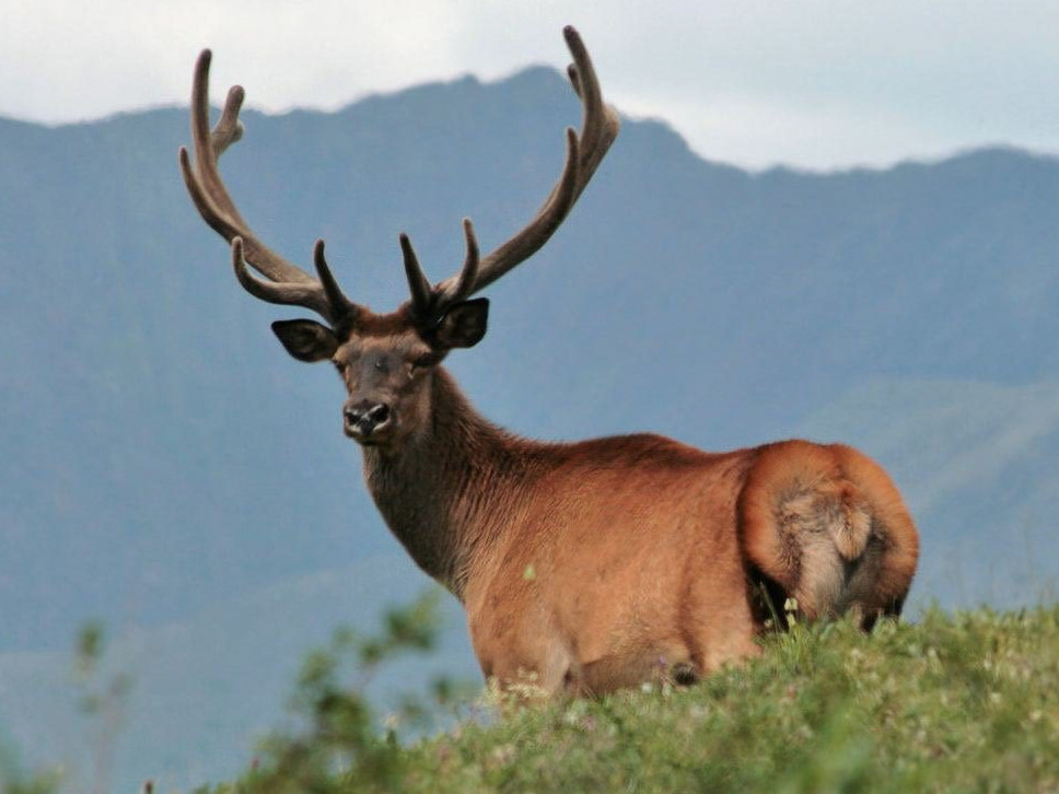 بۋرابايداعى بىرەگەي فەرما
