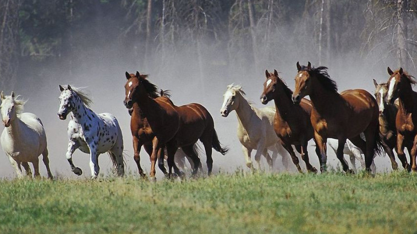 جامبىل وبلىسىندا تانىمال سپورتشىنىڭ ءبىر ءۇيىر جىلقىسى قايتارىلدى