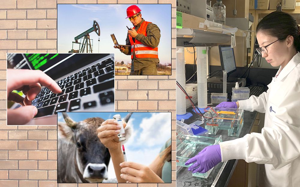 ماماندىقتار «مايدانى»