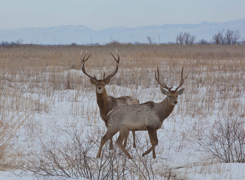 وڭىردە ءورىس اشقان جاڭا كاسىپ