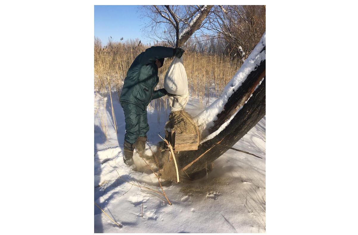 جانۋارلارعا جاسالعان جاناشىرلىق