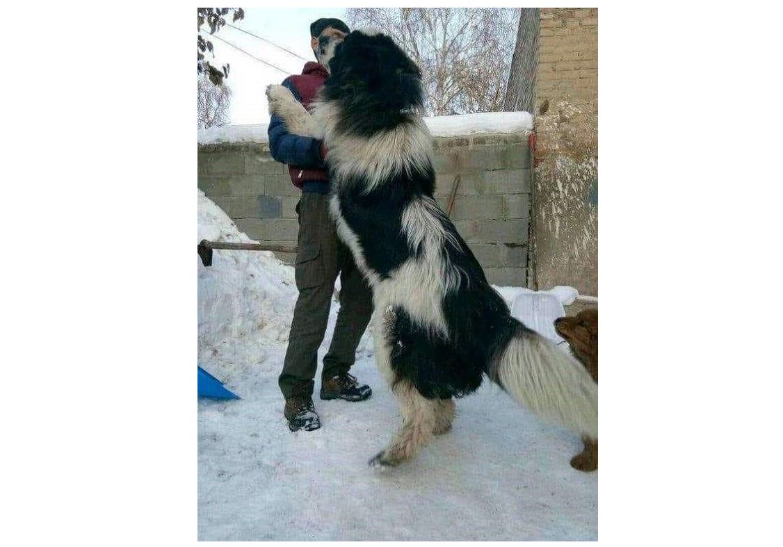 تاۋتوبەت (تۇقىمى قۇرىپ بارا جاتقان قازاقى توبەتتەردىڭ التايداعى بايقاۋى)