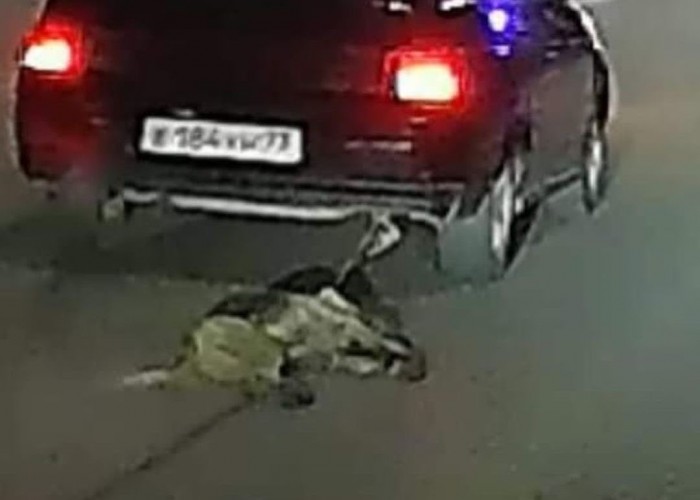 اتىراۋدا كولىگىمەن ءيتتى سۇيرەگەن جۇرگىزۋشى تەرگەلىپ جاتىر