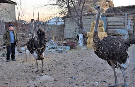 قارماقشىلىق تۇرعىن تۇيەقۇس ءوسىرىپ وتىر