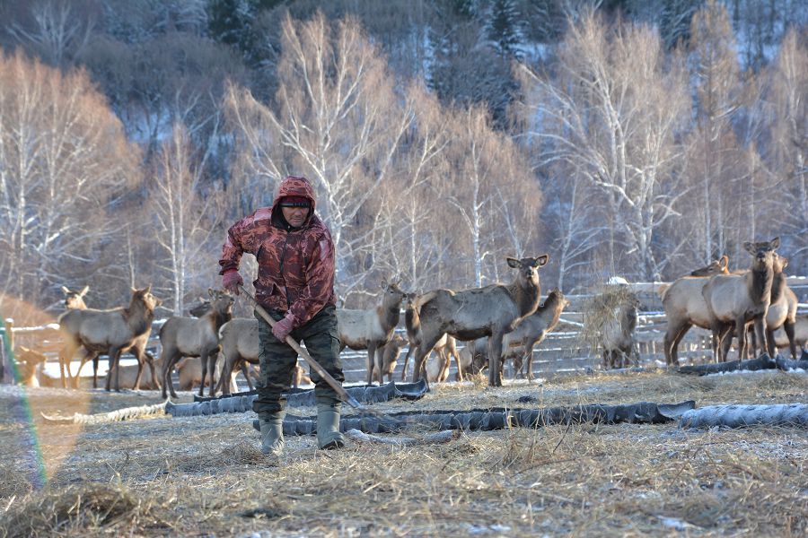التايدىڭ كەربەز مارالى