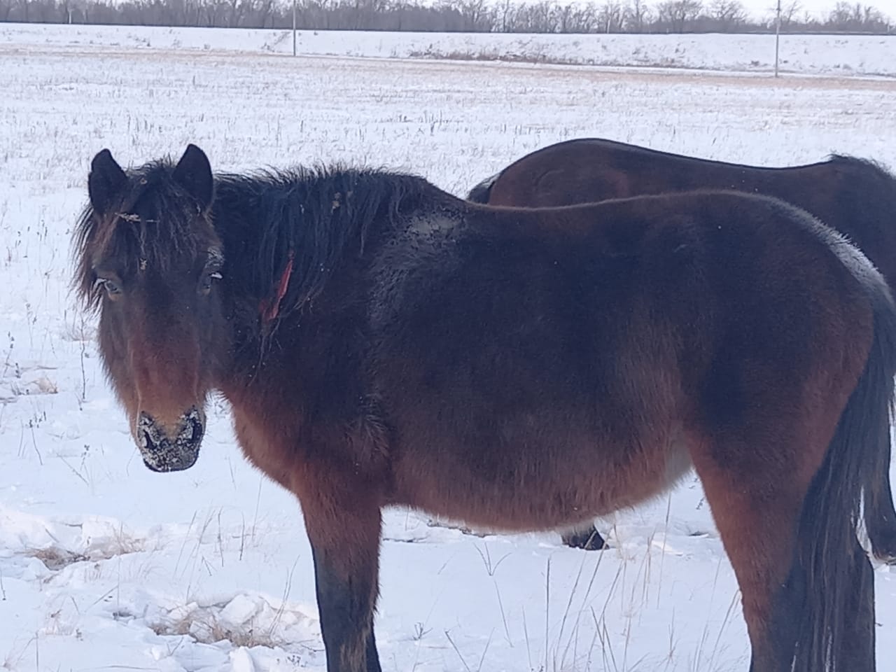 ايەل باسقارعان قىلمىستىق توپ ۇستالدى
