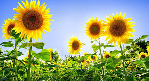 قازاقستان كۇنباعىس تۇقىمىنا ەكسپورتتىق باج سالىعىن ەنگىزۋى مۇمكىن