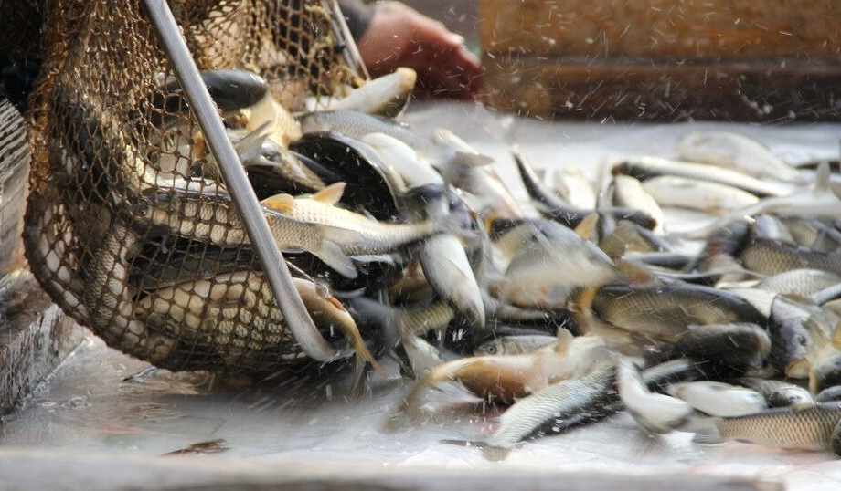 جامبىل وبلىسىندا بالىق شارۋاشىلىعى دامىپ كەلەدى