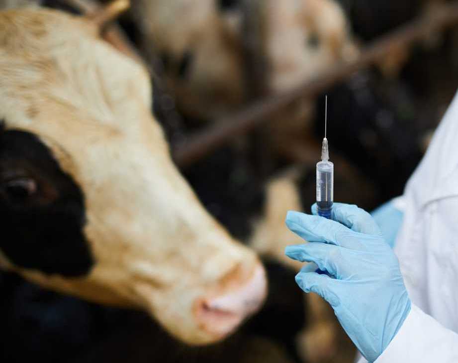 كەگەن اۋدانىندا مال نەگە قىرىلدى؟