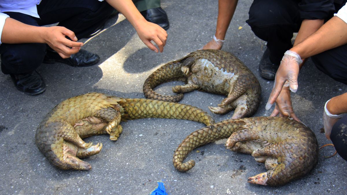 پانگولين زاۋالى