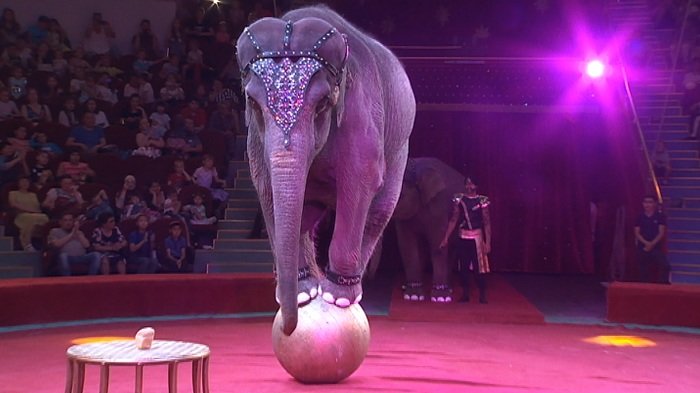 شىمكەنت تسيركى جانۋارلاردان باس تارتپايتىن بولدى