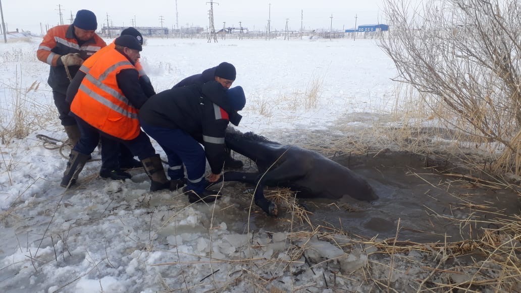 قۇدىققا قۇلاعان قۇناندى قۇتقارىپ قالدى
