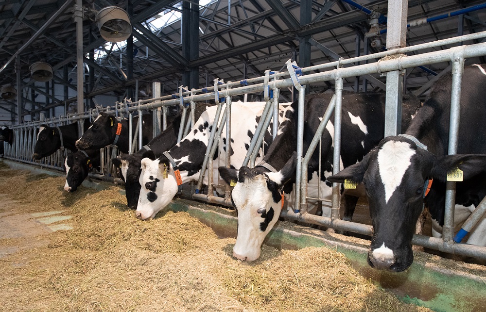 ورداباسى اۋدانىندا 379 مال بورداقىلاۋ الاڭى جۇمىس ىستەيدى