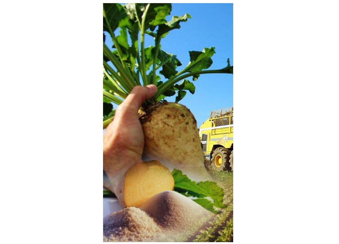 قىزىلشا مەن قامىس – وڭدەگەنگە تابىس