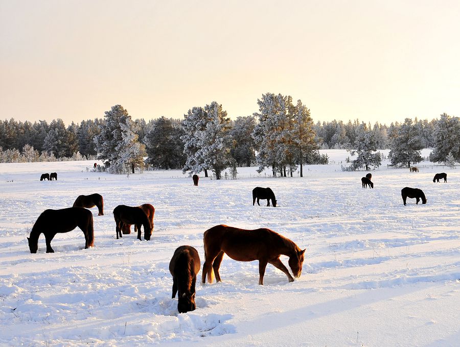 اۋىلدىڭ مۇڭى – مالدىڭ ءورىسى (پرەزيدەنتتىڭ بوس جاتقان جايىلىمدىق جەرلەردى قايتارۋ  جونىندەگى تاپسىرماسى اسا وزەكتى)