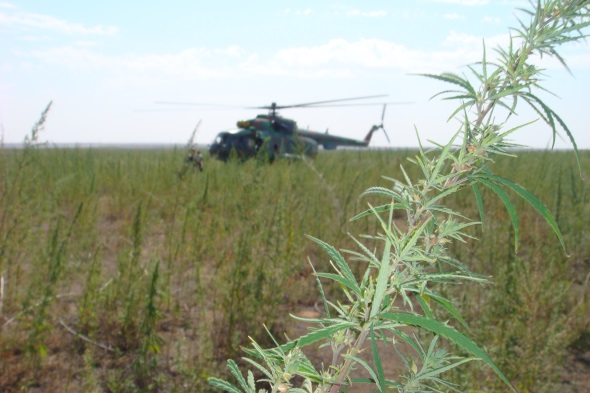 قىزىلوردادا بىلتىر 349 كەلى ەسىرتكى تاركىلەندى