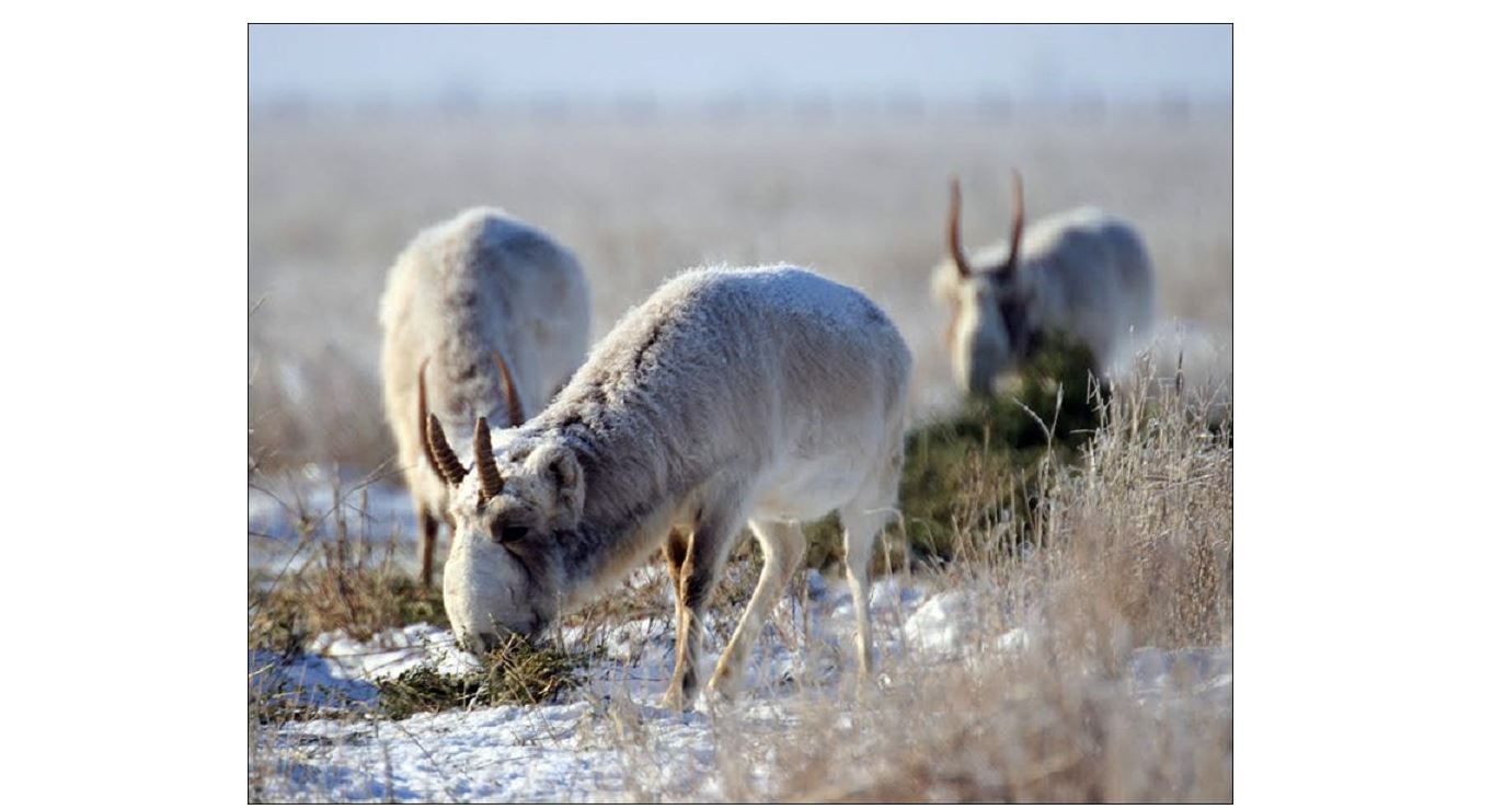 كيىكتەر قىستا قىسىلمايدى