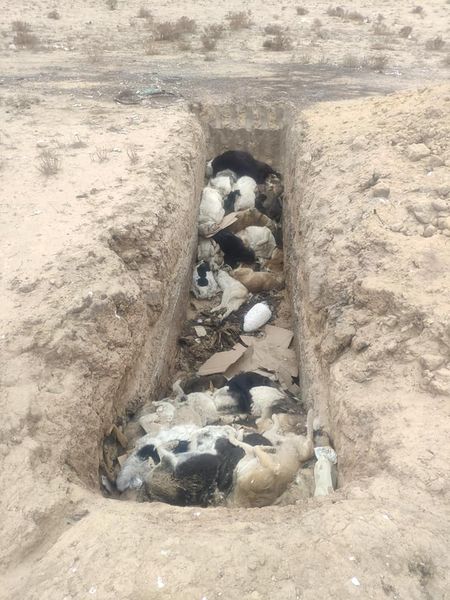 اقتاۋ ماڭىندا تابىلعان شىرىگەن جانۋارلاردىڭ «ءۇيىندىسى» ءۇشىن جازالاندى