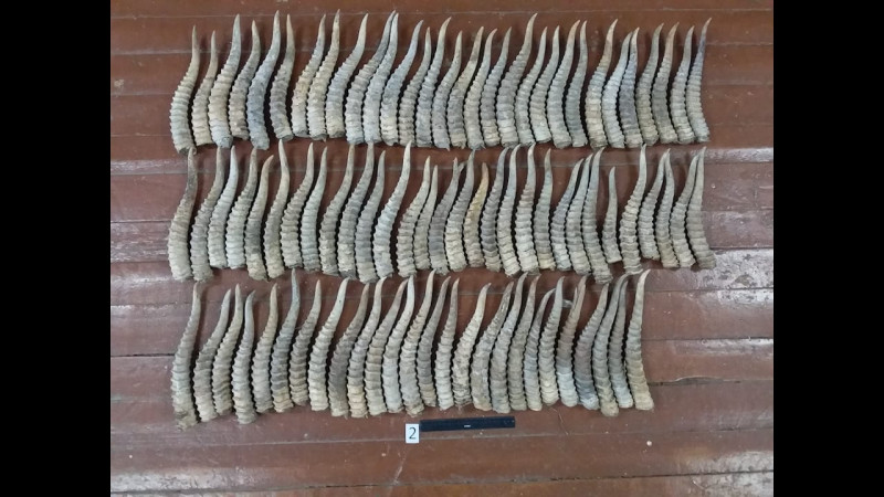 اتىراۋ وبلىسىندا اۋىل تۇرعىنىنان 106 كيىك ءمۇيىزى تاركىلەندى