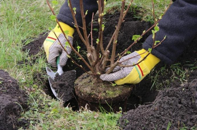 الماتىدا ميلليون اعاش وتىرعىزۋ باعدارلاماسىنىڭ ارالىق ناتيجەلەرى جاريالاندى