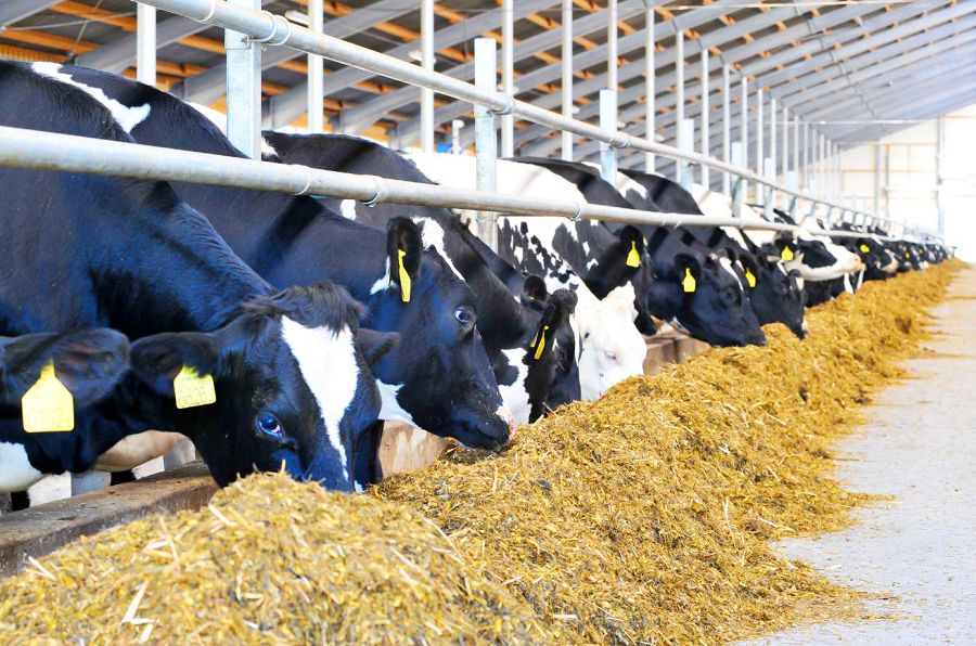 مال باقساڭ, اسىلىن باق