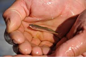 اتىراۋدا 2 ملرد تەڭگەنىڭ بالىق شاباعىن ءوسىرۋ جوباسى ىسكە اسىرىلادى