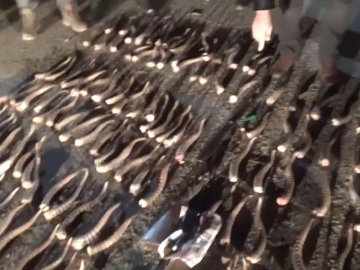 اتىراۋدىڭ ەكى تۇرعىنى 364 كيىك مۇيىزىمەن ۇستالدى